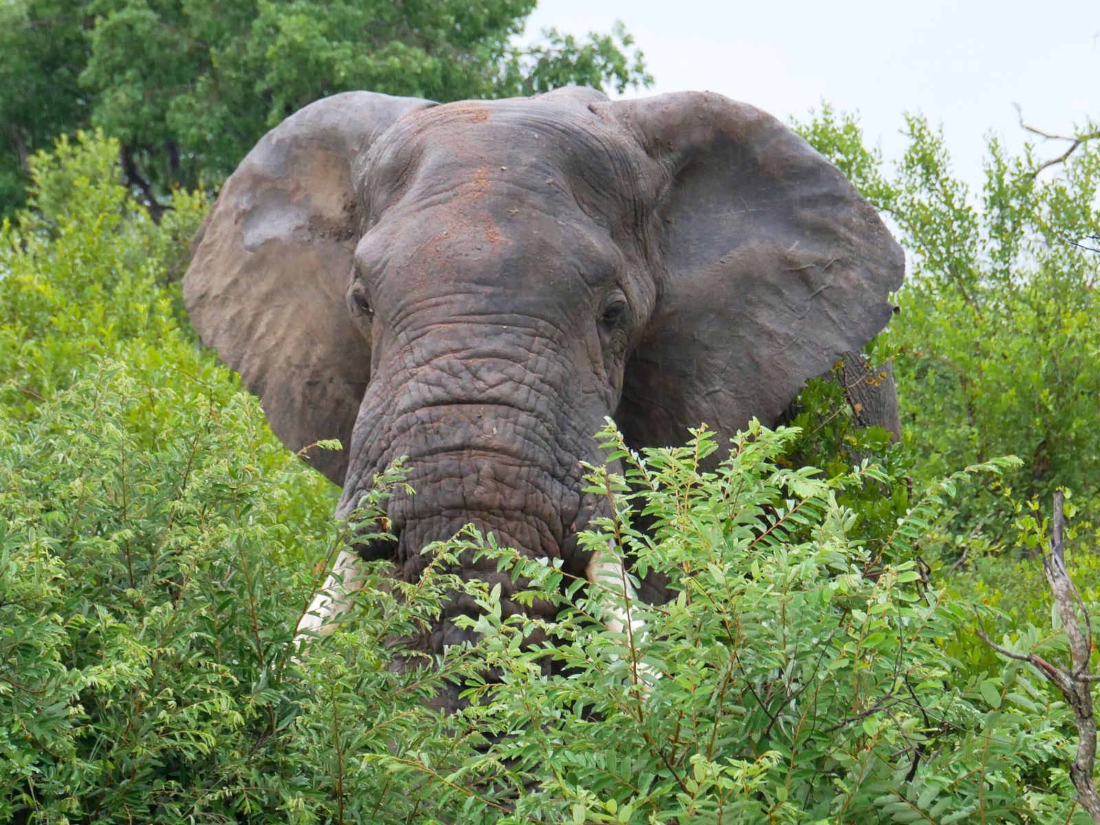 Elefant på helt tæt hold på safari i Sydafrika