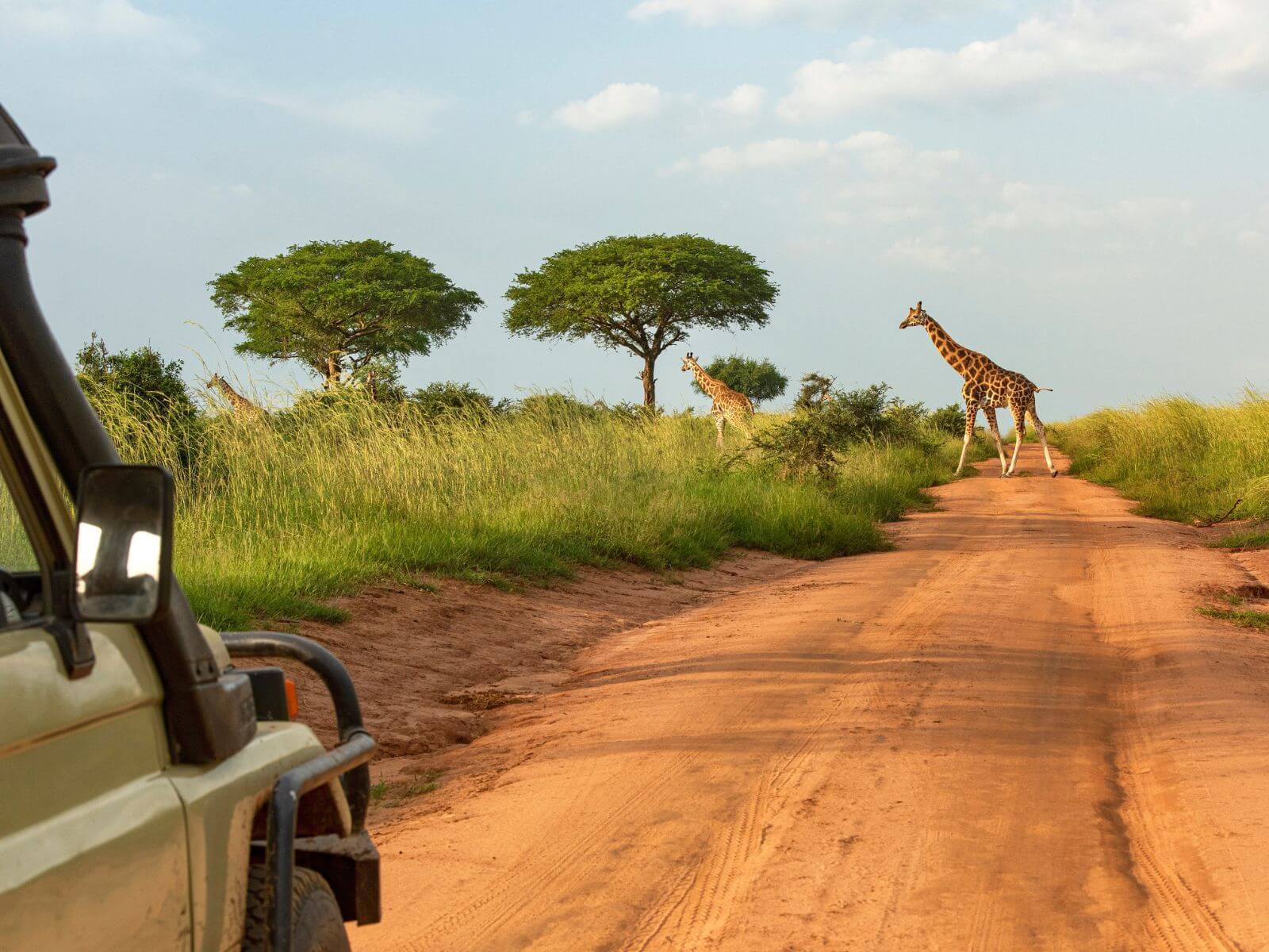 Safaribil og giraffer på afrikansk savanne, Afrika