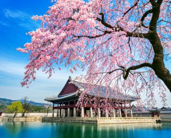 Gyeongbokgung-paladset og blomstrende kirsebærtræer