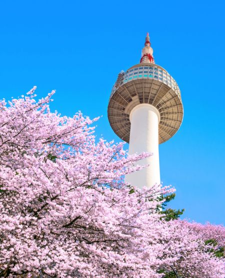 TV-tårnet N Seoul Tower med blomstrende kirsebærtræer og blå himmel