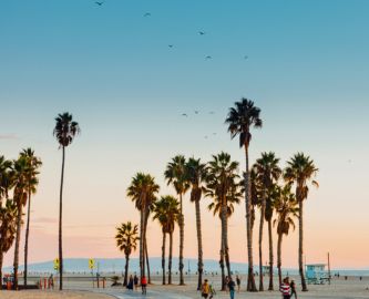 Palmer og blå himmel på Venice Beach i Los Angeles