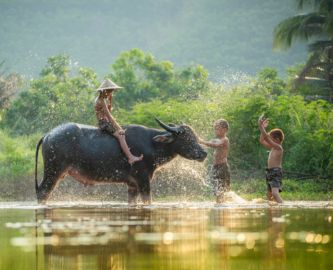 Vietnamesiske børn bader med bøffel, Vietnam