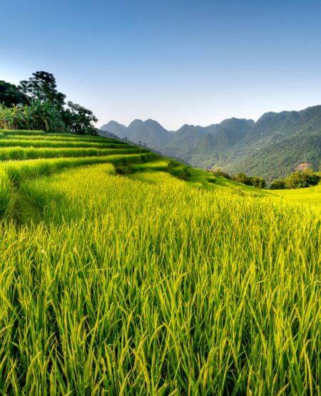 Flot landskab med rismarker og bjerge i Pu Luong, Vietnam