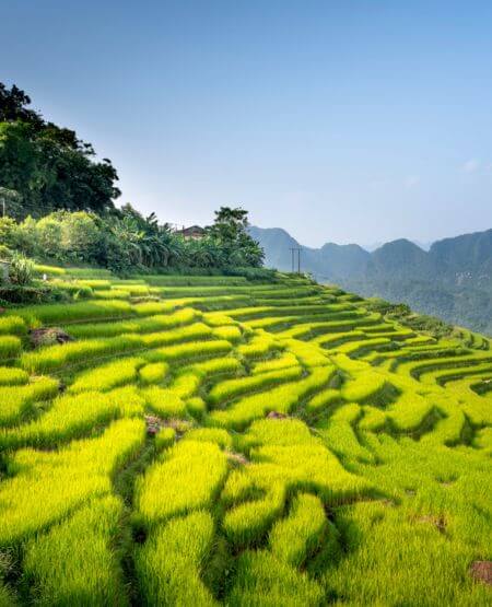 Pu Luong med klatrende risterrasser og knejsende bjerge, Thanh Hoa-provinsen i Vietnam