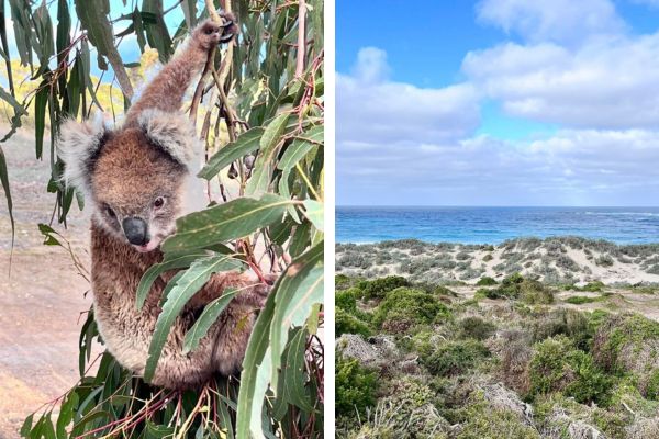 Todelt billede med koala og landskab fra Kangaroo Island, Australien