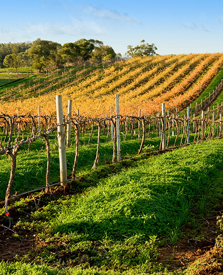 Vinmark med vinstokke så langt øjet rækker i Adelaide, Australien