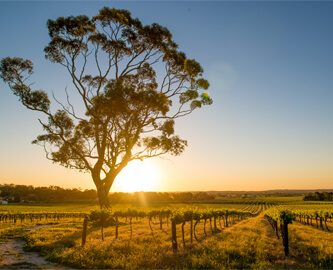 Udsigt til natur i solnedgang i Adelaide i Australien