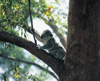Lone Pine Koala i træ i Brisbane Australien