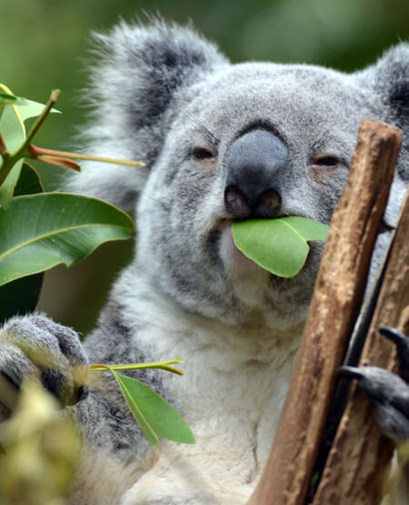 Koalabjørn i Brisbane i Australien
