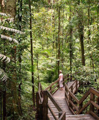 Smuk udsigt inde i verdens ældste tropiske regnskov – Daintree National Park og Cape Tribulation i Cairns