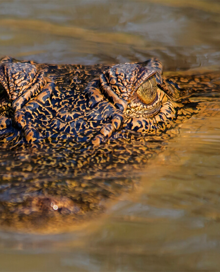 Krokodille der ligger på lur i vandet i Australien