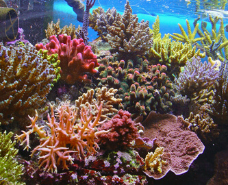 Great_Barrier_Reef_iStock-150942954_333x270