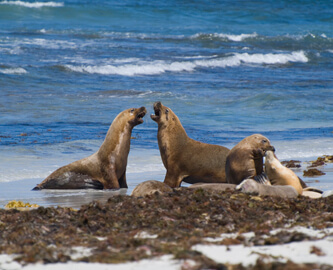 Udsigt til sæler på Seal Bay Beach i Australien