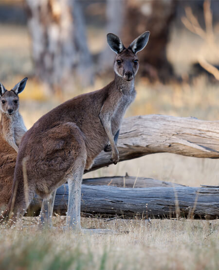 Kænguruer på Kangaroo Island i Australien