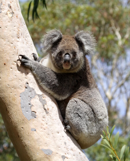 Sød Koala i træ på Kangaroo Island i Australien