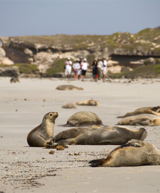 Udsigt til sæler på Seal Bay Beach i Australien