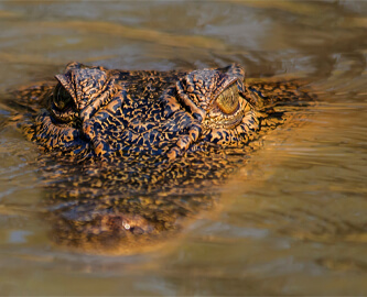 Australsk krokodille i vandet som ligger på lur
