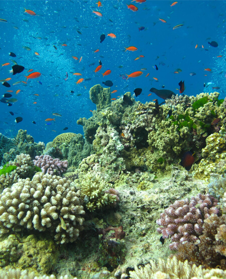 Undervandsbillede af rev og fisk ved Great Barrier Reef