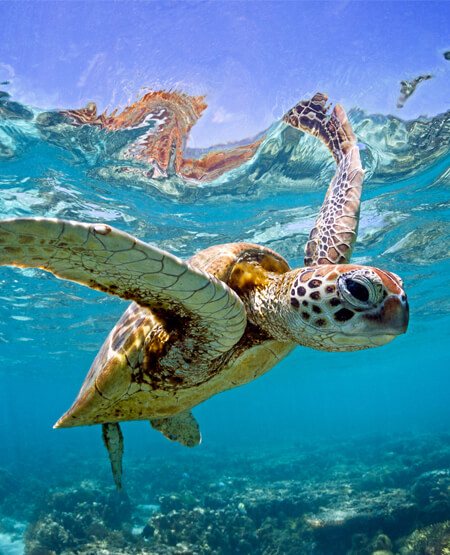 Undervandsbillede af skildpadde ved Great Barrier Reef