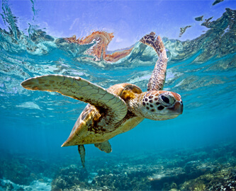 Skildpadde_Great_Barrier_Reef_iStock-1438622332_333x270