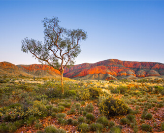 Alice Springs udsigt med træ og bjerge i baggrunden