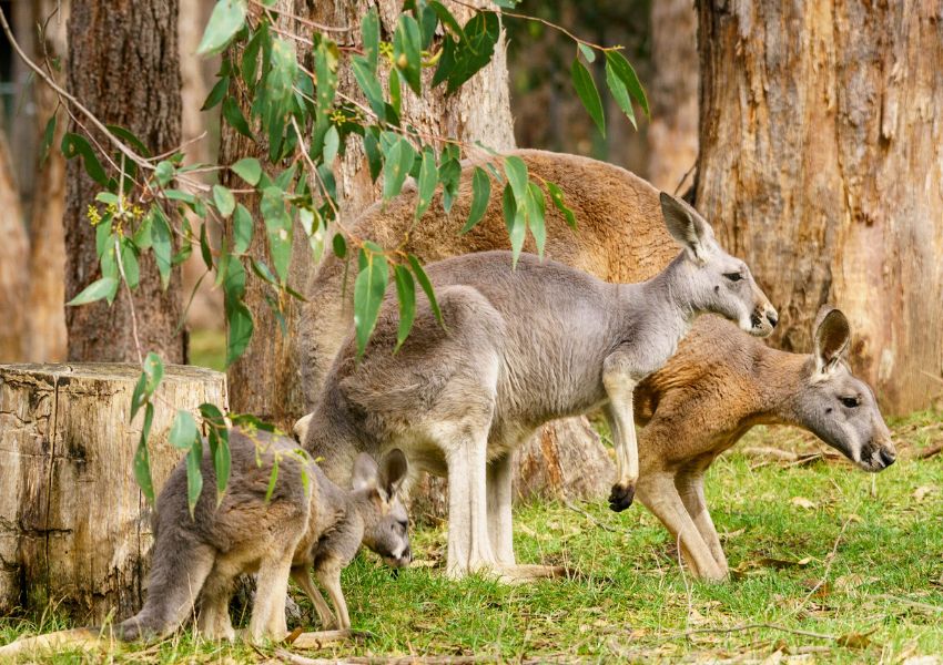 K_nguruer_Kangaroo_Island