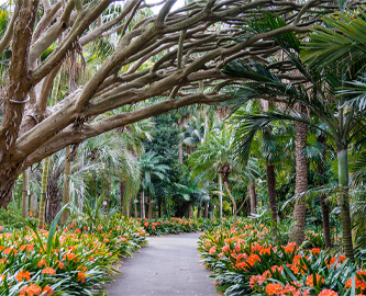 Botanisk Have i Sydney i Australien
