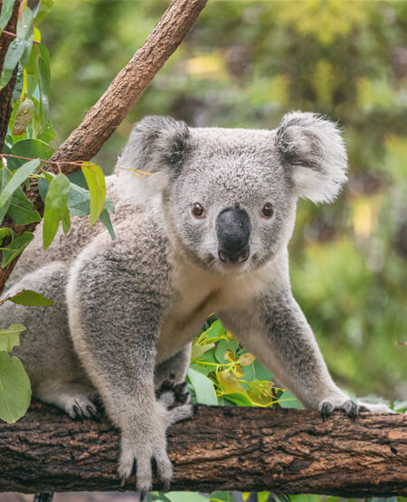 Koala_Eukalyptus_iStock-1326007751