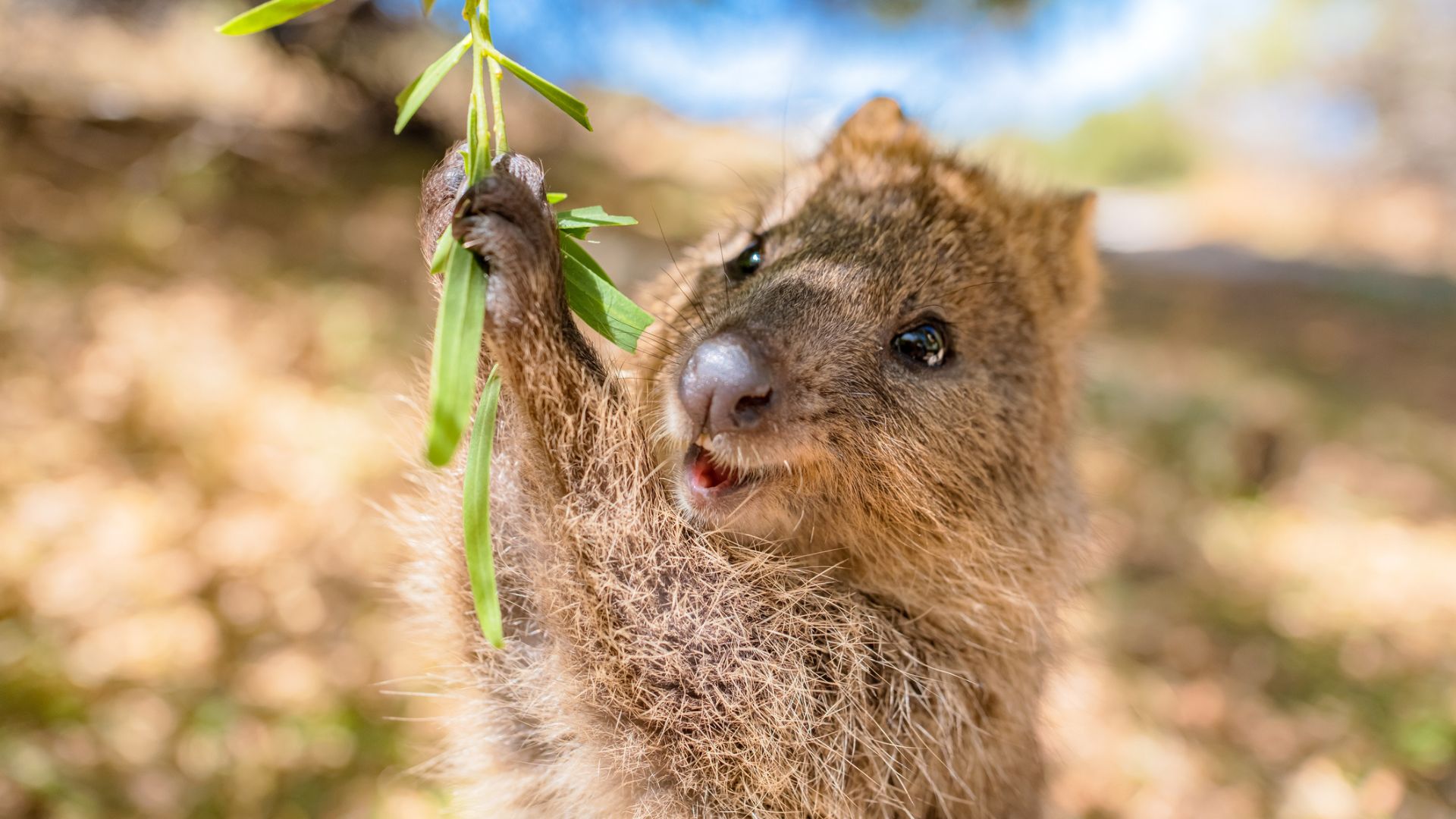 Quokkaer og eventyr på Rottnest Island