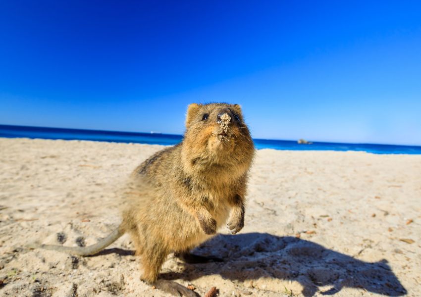 Quokka_strand