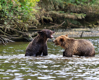 Gizzly bjørn i vandet på Vancouver Island