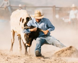 Mand som holder tyr fast ved hornene til rodeo ved Calgary Stampede, Canada