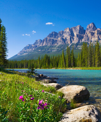 Landskab fra Banff National Park med blomster, flod og bjerge