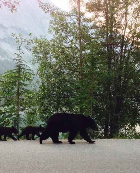 Bjørne der går i Jasper National park