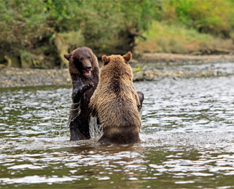 To bjørne der leger i vandet i Vancouver