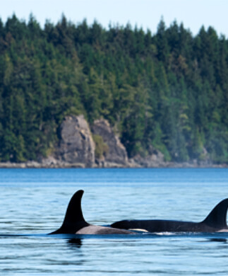 Spækhuggerfinner i havet ud for Vancouver Island