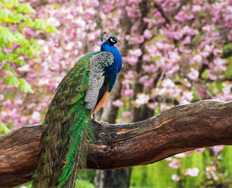 Påfugl foran træer i smukke farver i Victoria, Canada