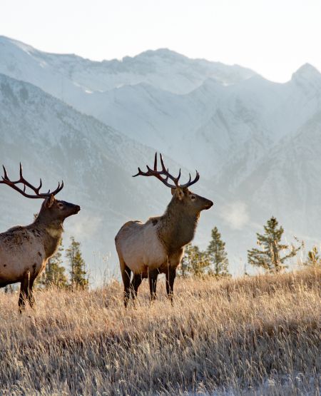 Wapiti-hjorte i Japser Nationalpark