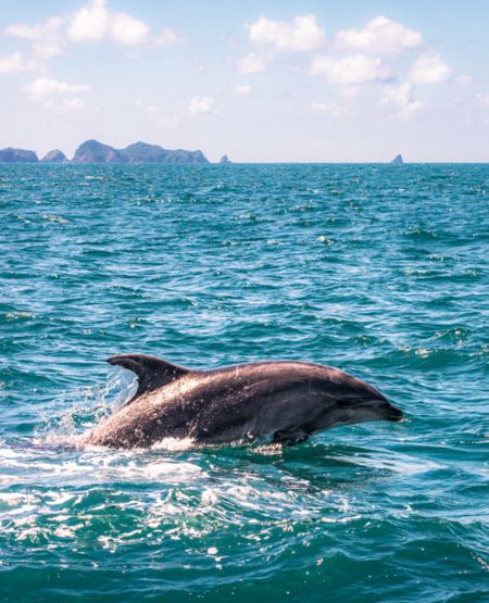 Delfin i havet ud fra Bay of Islands, New Zealand Delfin i havet ud fra Bay of Islands, New Zealand