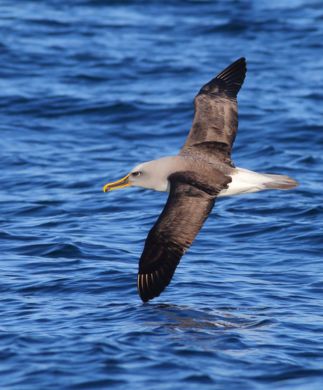Albatros flyver over havet ud for Otago-halvøen, New Zealand
