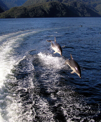Legende delfiner som springer efter båd ved Milford Sound