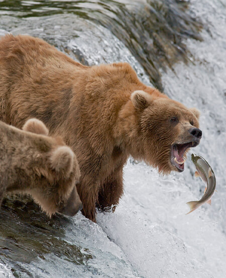 Bjørne i Alaska