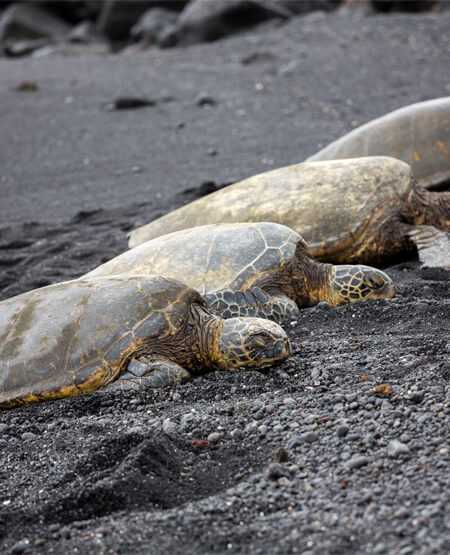 Skildpadder på strand på Big Island, Hawaii