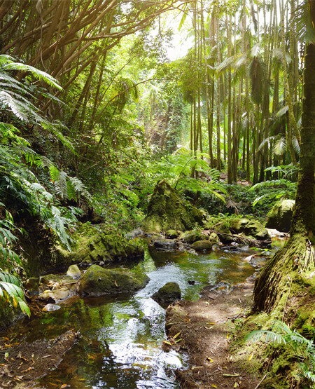 Frodig skov med vandløb på Big Island, Hawaii