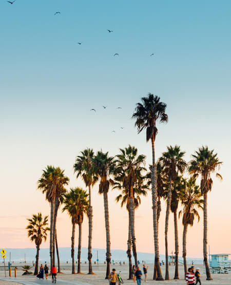 Venice Beach med hav og palmer i smukt lys
