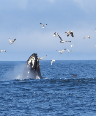 Hvalsafari i Monterey i Californien