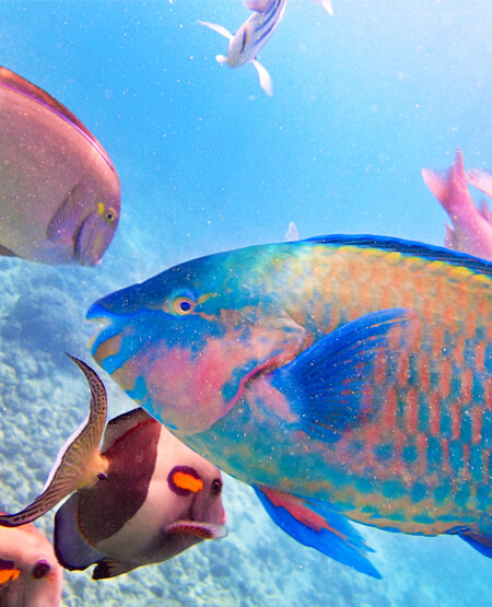 Farverige fisk i havet ved Kauai, Hawaii