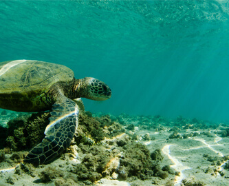 Havskildpadder i havet ved Kauai, Hawaii