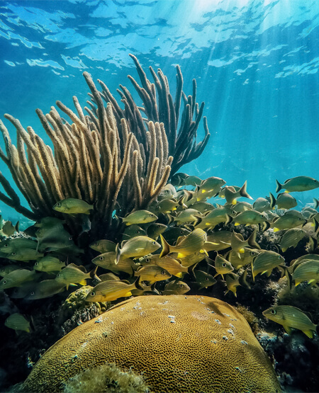 Undervandsbillede af rev og fisk ved Key West