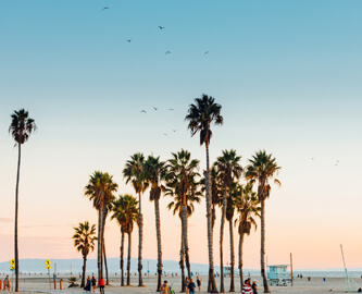 Palmer og udsigt over strand i Los Angeles